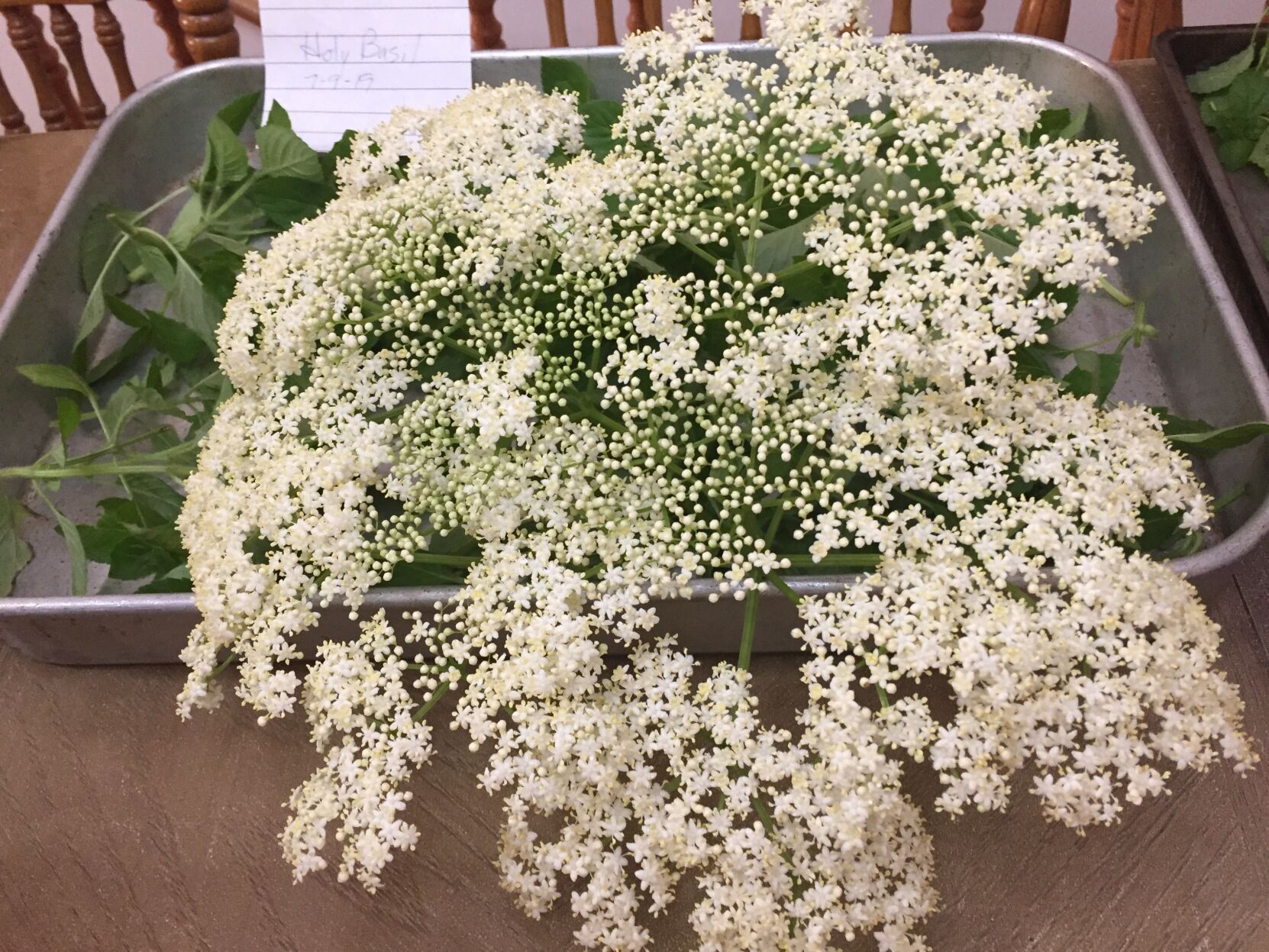 elderflowers
